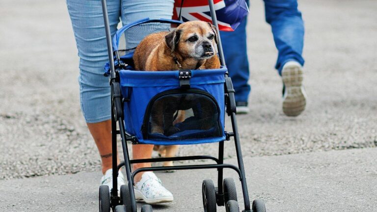 7 Quiet Changes Owners Notice When a Dog Is Near the End of Life