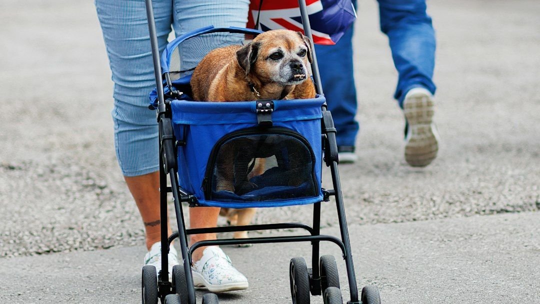 7 Quiet Changes Owners Notice When a Dog Is Near the End of Life