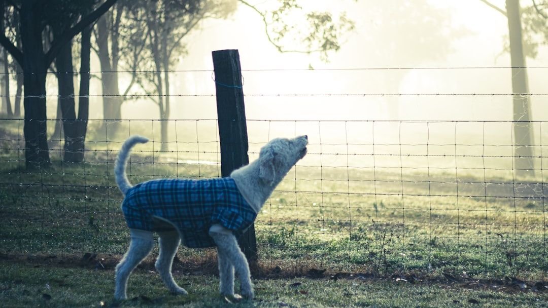 Can Your Dog Really Sense a Storm Coming?