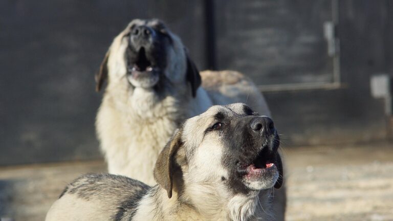 How to Know When Your Dog's Howling is a Happy or Sad One