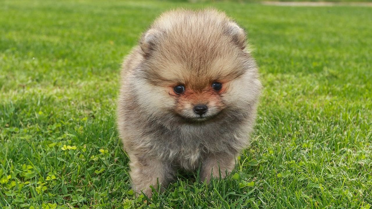 8 Small Dog Breeds Whose Constant Barking Can Drive You Crazy