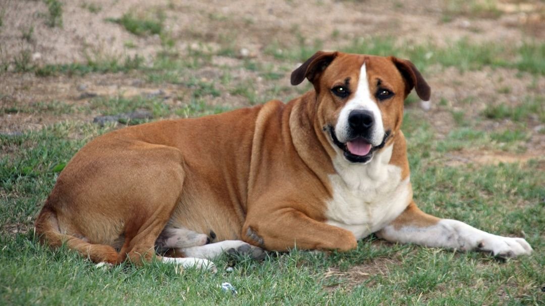 Don’t Ignore These 6 Subtle Signs Your Dog Needs More Playtime