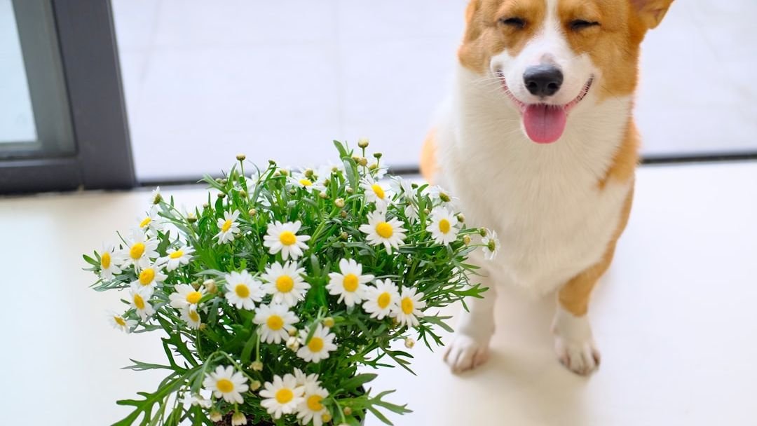 10 Common Household Plants That Are Secretly Toxic to Your Dog