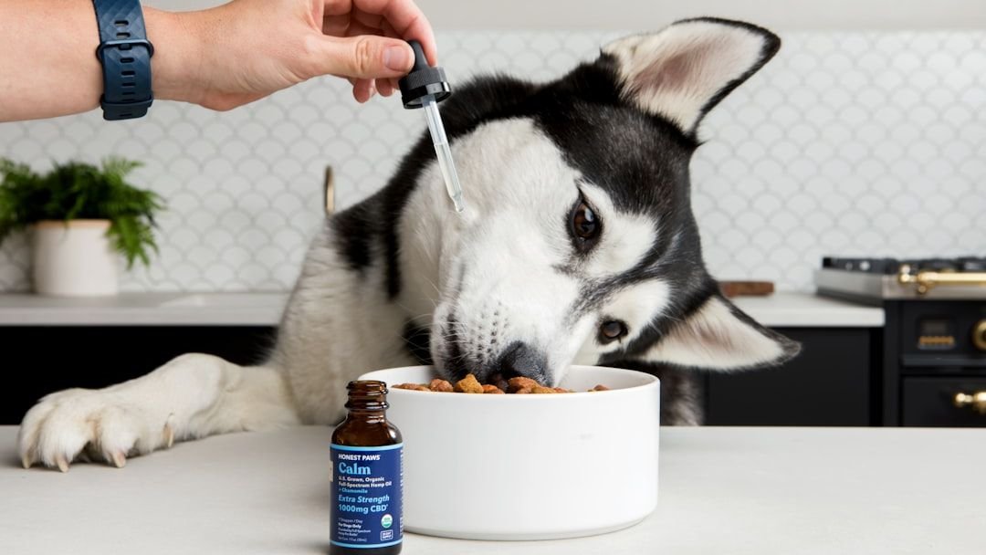 The Surprising Connection Between Your Dog’s Diet and Their Mood