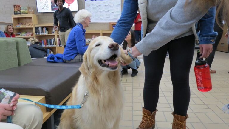 10 Devoted Dog Breeds That Will Follow You to the Ends of the Earth