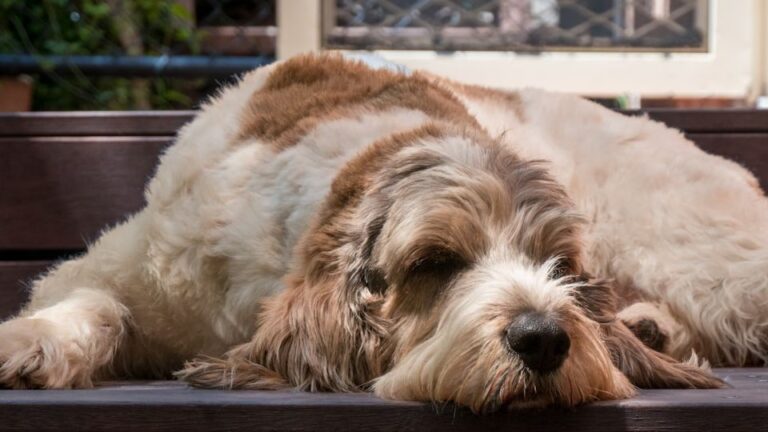 Don't Miss These 6 Early Warning Signs of Joint Issues in Your Active Dog