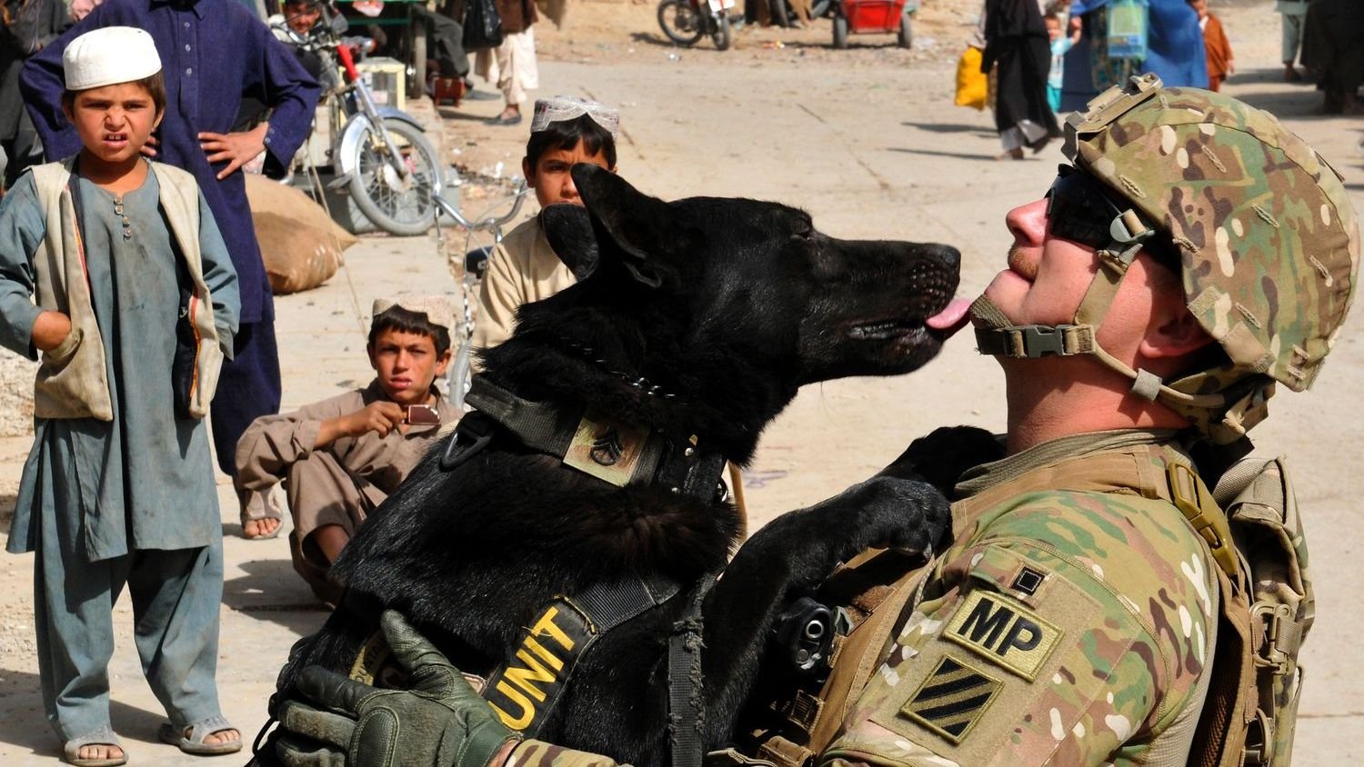 The Unexpected Joy of a ‘One-Person Dog’: Why Some Breeds Choose Just One Favorite