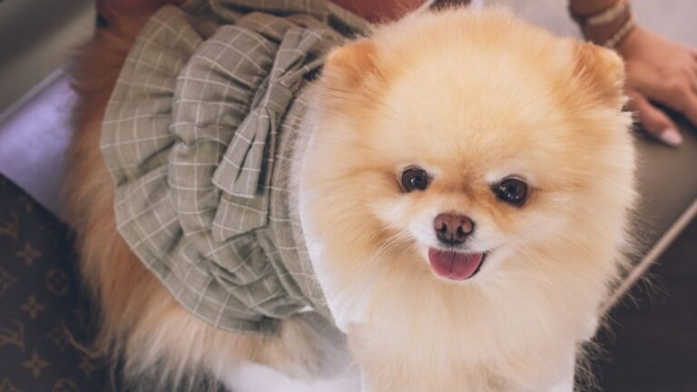 8 Small Dog Breeds with Big Personalities That Will Steal Your Heart
