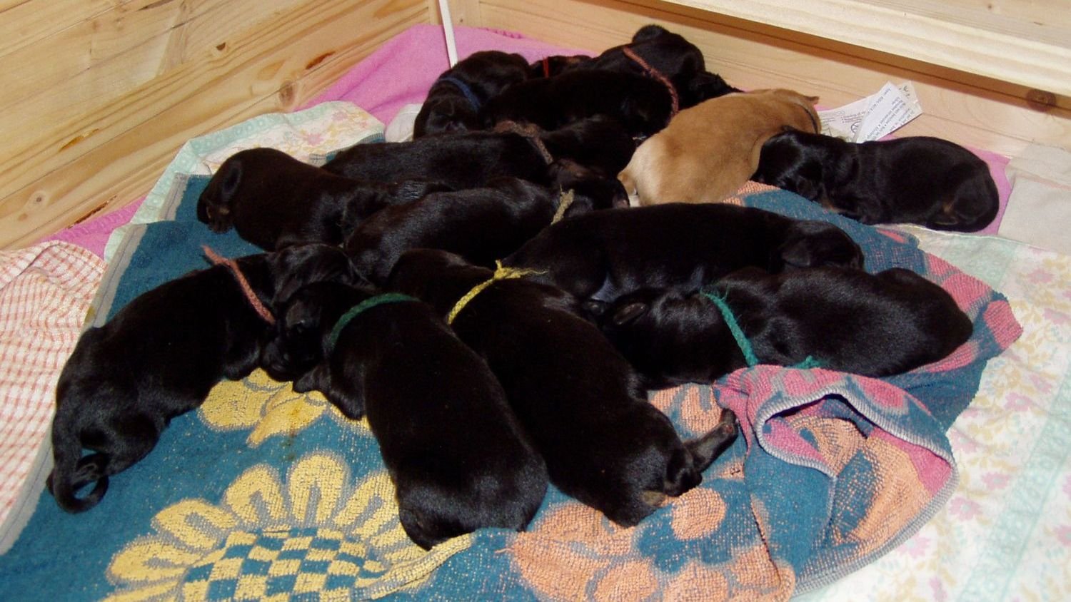 How to Keep Newborn Puppies Warm in Winter