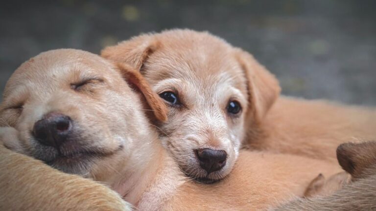 Why Heating Pads Can Be An Important Accessory For Newborn Puppies In Winter