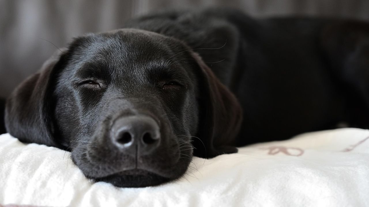Dogs Dream Just Like Us: What Their Nighttime Adventures Mean