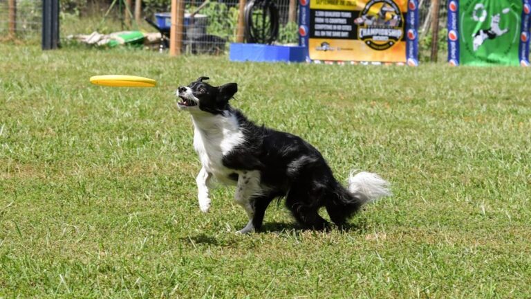 Some Dog Breeds Are Born Explorers: Breeds That Love Adventure