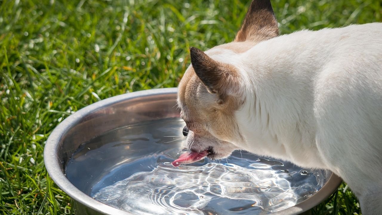 Dogs Can Be Picky Drinkers: Why They Snub Their Water Bowl