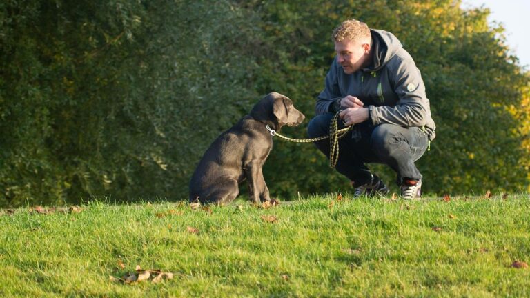 8 Reasons Your Dog Follows You Everywhere (It's Not Always Needy)