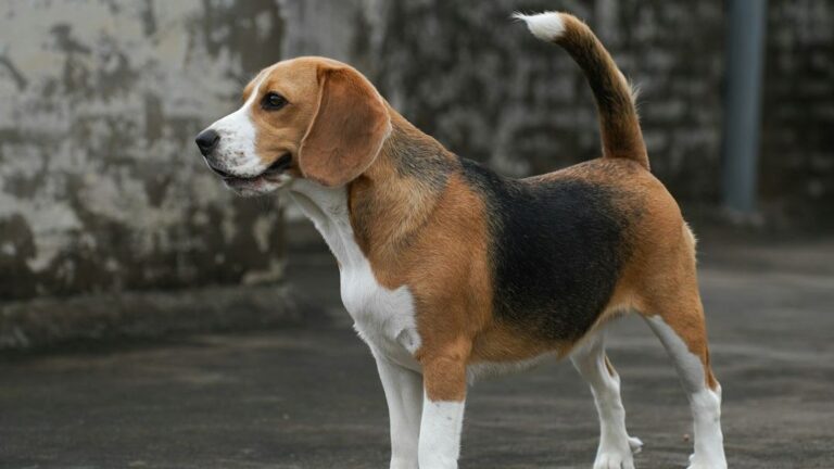 9 Dog Breeds That Love to 'Talk' to Their Owners With Unique Sounds