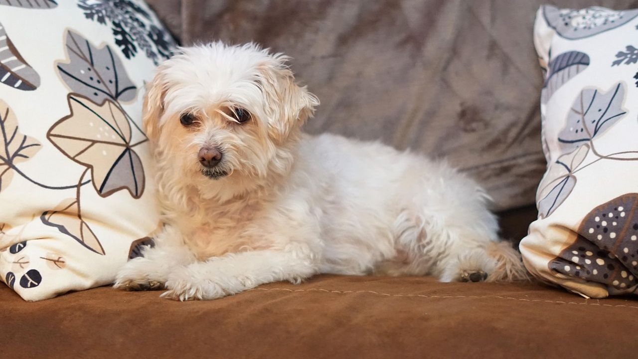 6 Signs Your Dog is Secretly Stressed (And How to Calm Them Down)