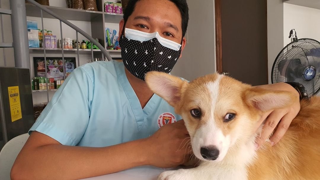 12 Simple Tricks to Make Your Dog’s Vet Visits Less Stressful