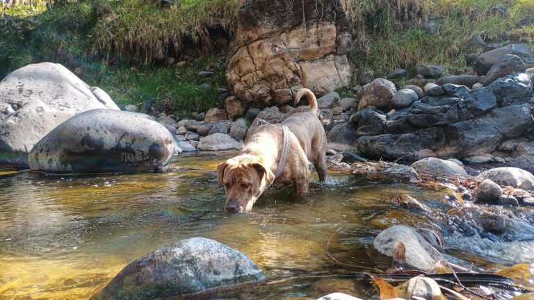 7 Smart Ways to Keep Your Dog Cool and Safe in Summer Heat