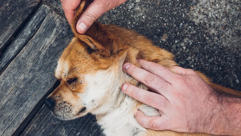 Top 5 US States With Tick Infestations in 2025