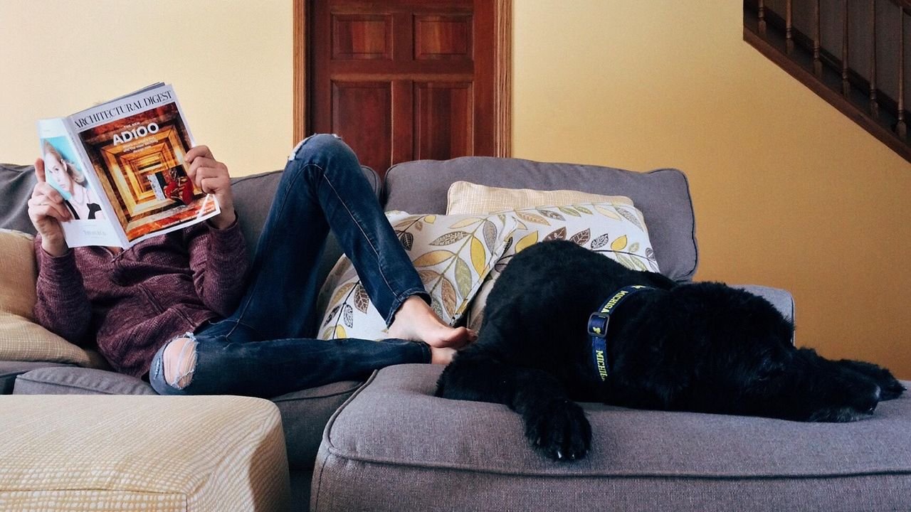 7 Reasons Why You Should Not Consider a Dog