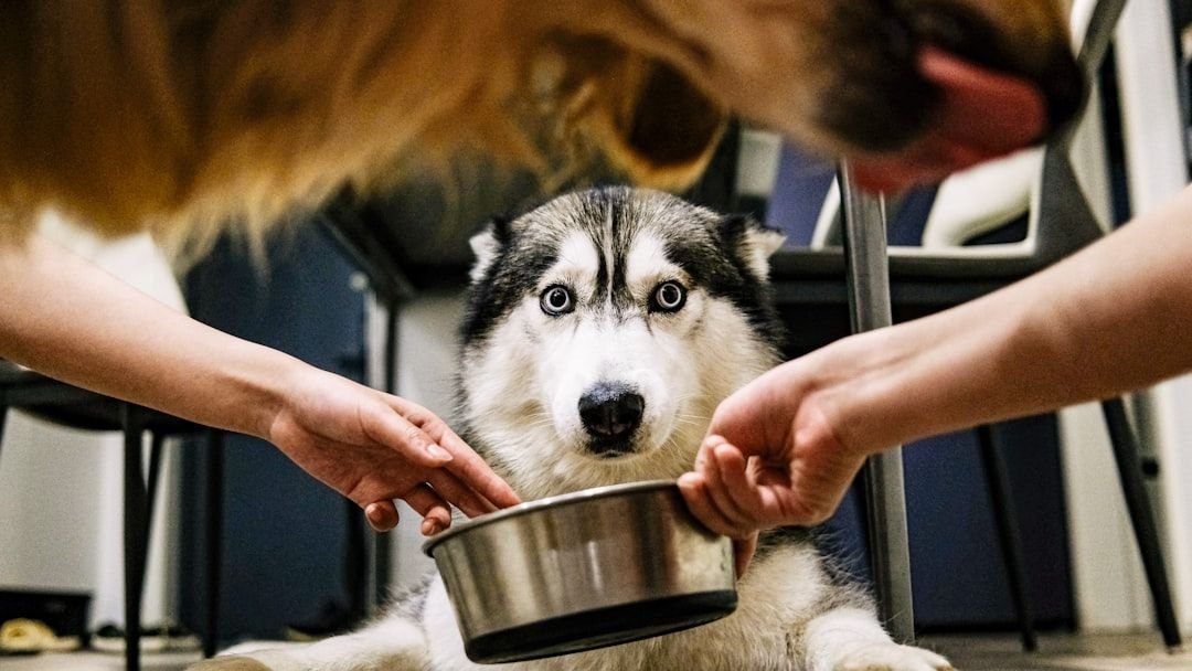 You’re Probably Feeding Your Dog Wrong: Simple Changes For a Healthier Pup