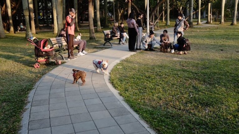 Don't Be Fooled: Not All 'Friendly' Dog Parks Are Safe For Your Canine
