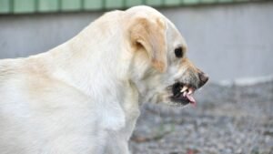That 'Friendly' Growl Is a Warning: Understanding Your Dog's Boundary Signals