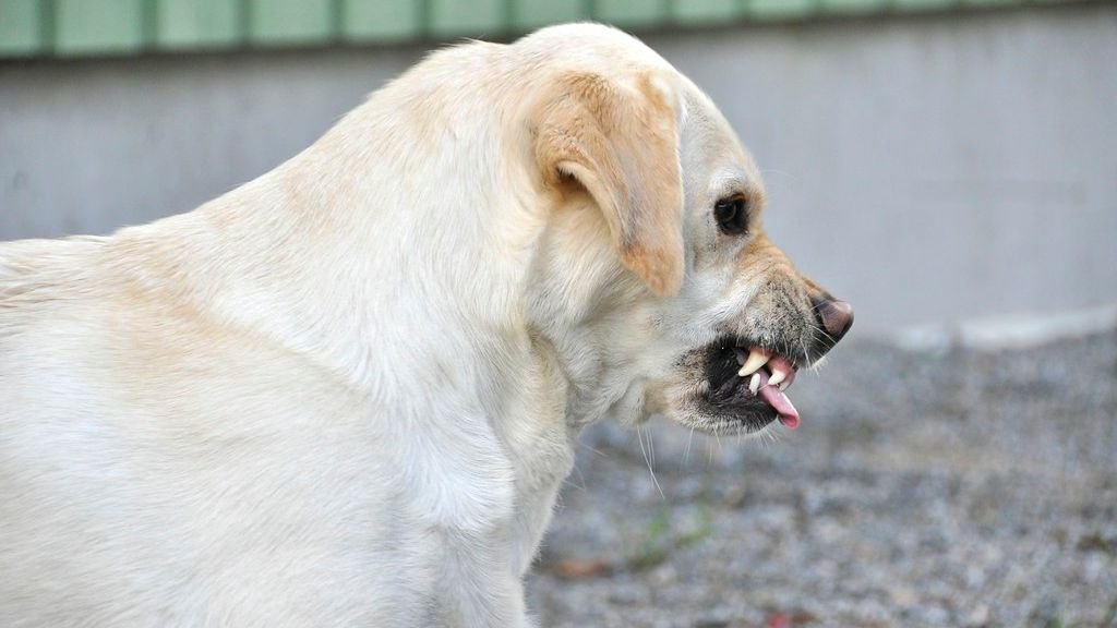 That ‘Friendly’ Growl Is a Warning: Understanding Your Dog’s Boundary Signals