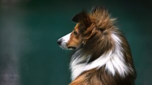 Why Stubborn Dog Breeds Trigger Stress Responses in Taurus Owners