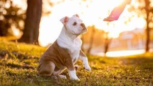 Why Perfection-Driven Virgo Owners Accidentally Create Nervous Dogs