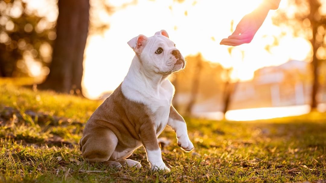 Why Perfection-Driven Virgo Owners Accidentally Create Nervous Dogs