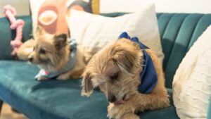 Your Dog's Obsessive Licking Isn't Always Affection: When to Seek Advice