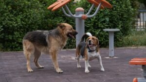 That 'Perfect' Dog Park Might Be Stressing Your Dog Out: Signs to Watch For