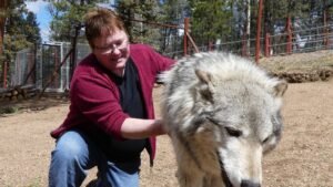 8 Things Never To Do If You Encounter A Wolf In Minnesota