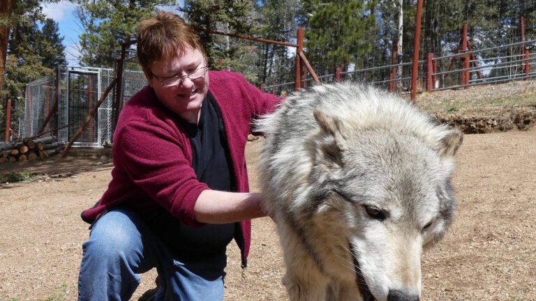 8 Things Never To Do If You Encounter A Wolf In Minnesota