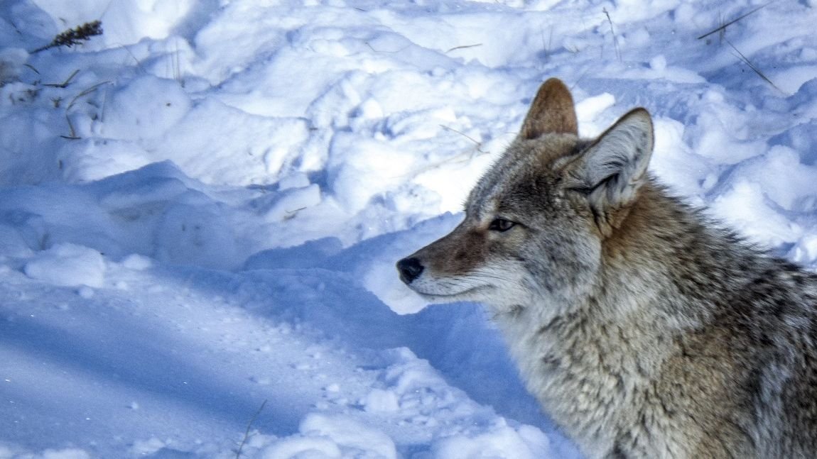 6 Things Never To Do if You Encounter a Coyote in Your Backyard