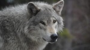 The US States With the Most Gray Wolves