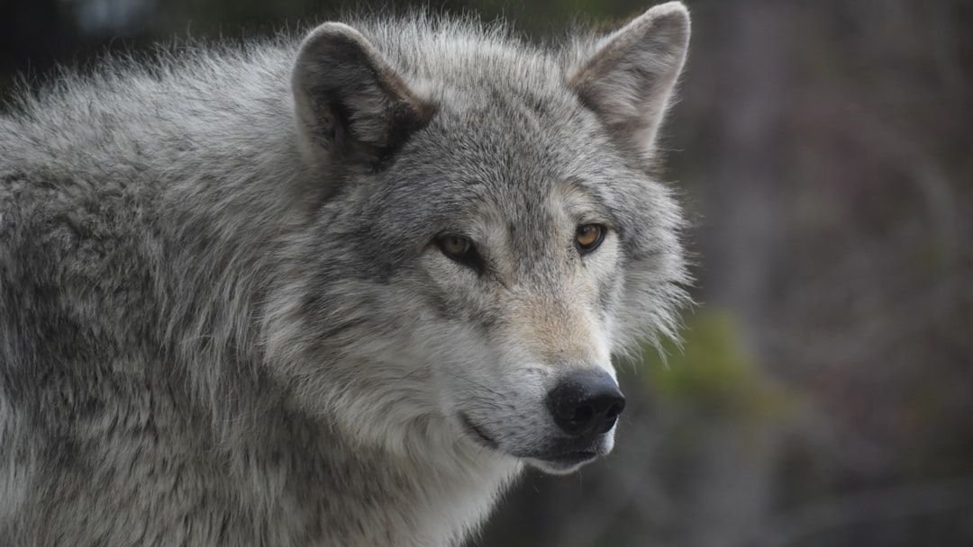 The US States With the Most Gray Wolves