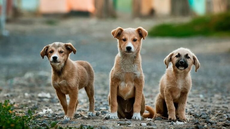 The US Cities With the Most Stray Dogs