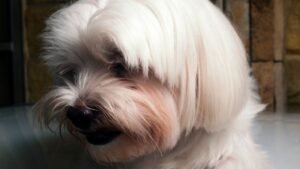 7 Reasons Some Dogs Take Longer to Trust Humans