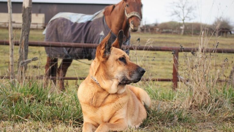 Dog Won't Budge From His Horse Best Friend's Back, Steals Carrots in Heartwarming Display of Loyalty