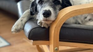 8 Signs Your Dog Is Bored and Secretly Plotting Mischief