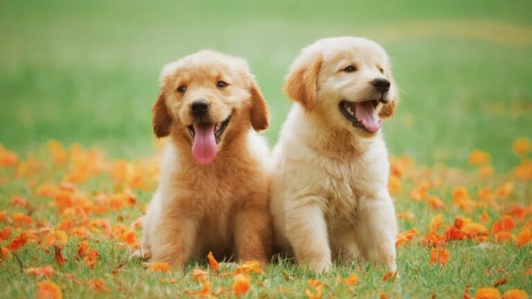 10 Dog Breeds That Form Fast Attachments (and 10 That Take Their Time)