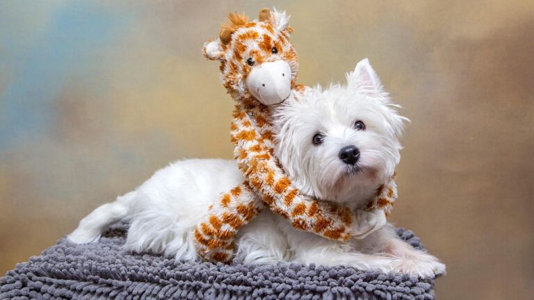 10 Small But Demanding Dog Breeds That Will Test Your Patience