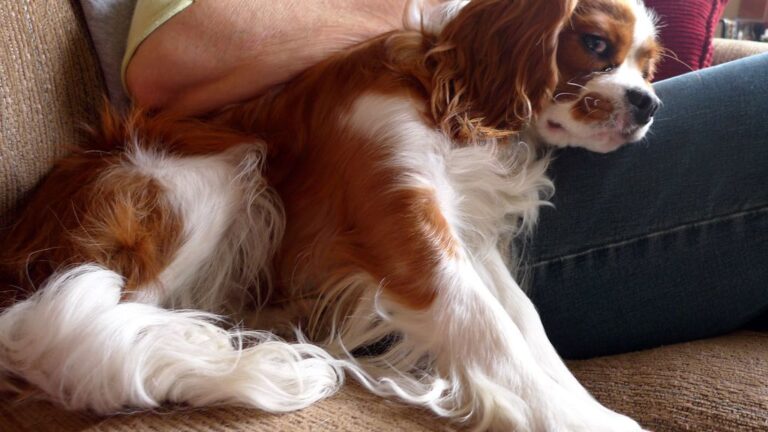 12 Dog Breeds That Excel at Being Your Couch Potato Companion
