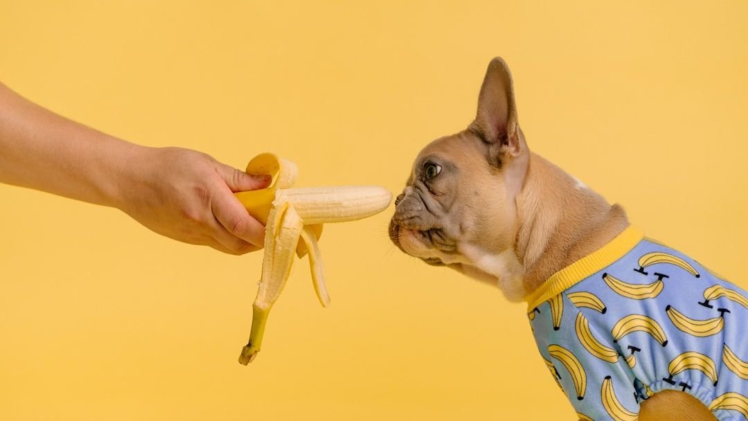 10 Fruits Your Dog Absolutely Loves to Snack On (And 5 to Avoid)