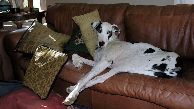 8 Dog Breeds That Vets Say Should Never Be Kept in Small Homes