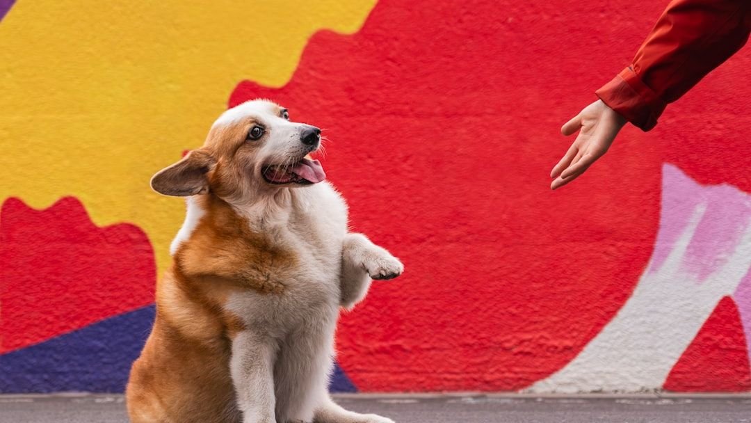 Why Do Some Dogs Greet Strangers Like Long-Lost Family?