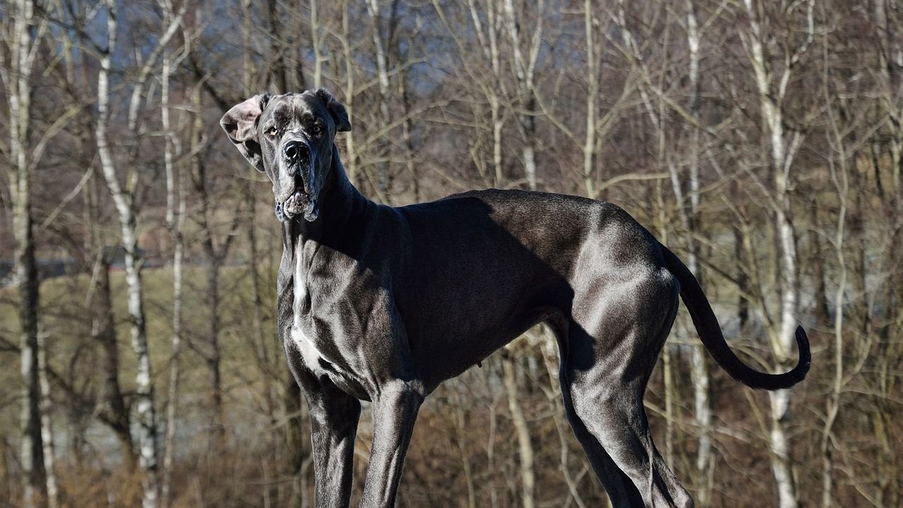 7 Worst Dog Breeds for Small Historic Homes in Massachusetts