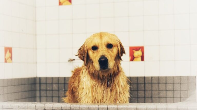 How to Prevent Fleas and Ticks From Returning After Treating Your Dog